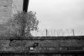 ContaxNeopan2010.jpg