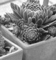 HP5_4800_M_crop.jpg