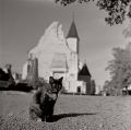 chat_chinon_600p.jpg