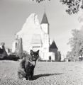chat_chinon_600p~0.jpg