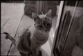 minou.jpg
