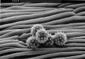 pollen_paquerette_800.jpg
