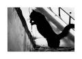 Nom du fichier=chat-bond-fou.jpg
Taille du fichier=360Ko
Dimensions : 1100x803
Ajouté le : 20 Octobre 2025 chat-bond-fou.jpg