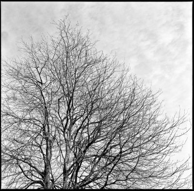 arbre
