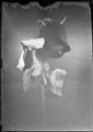 img682w.jpg