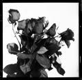 rose.jpg