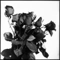 rose~0.jpg