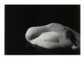 CYGNE_1_jp.JPG