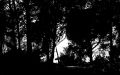 foret.jpg