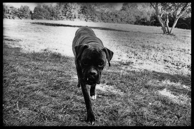 bouledogue
