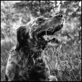 Nom du fichier=chien_bis.jpg
Taille du fichier=304Ko
Dimensions : 605x605
Ajouté le : 11 Septembre 2010 chien_bis.jpg