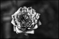 Nom du fichier=rose_2.jpg
Taille du fichier=226Ko
Dimensions : 810x534
Ajouté le : 20 Août 2010 rose_2.jpg
