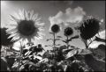 tournesol.jpg