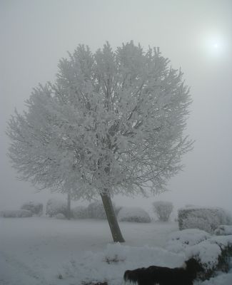 brrrrrr
sous le gel...
