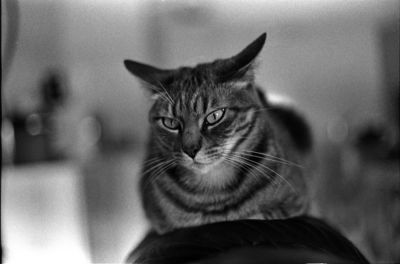 chat©Mickael

