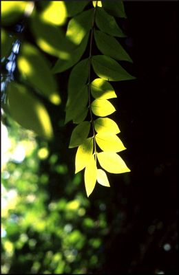 Branchette
