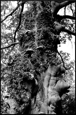 Arbre à champignons
