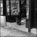 Black_Dog.JPG