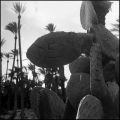 Cactus.JPG