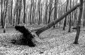 DSC02207.JPG