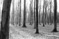 DSC02212.JPG
