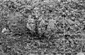 N105_0018_p.jpeg