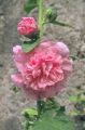 Rose_trémière.JPG