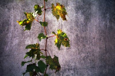 Vigne et mur
Mots-clés: feuille mur vigne flore