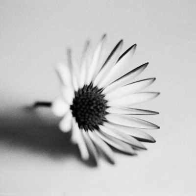 Fleurette
Mots-clés: olympus macro fleur OM10 marguerite