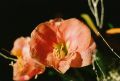 201001-OM10-C01_02.jpg