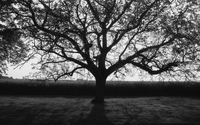 L'arbre
