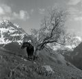 cheval_arbre_02.jpg