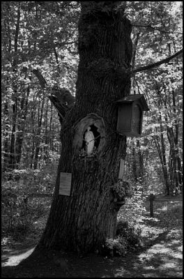 arbres_a_clous_03.JPG