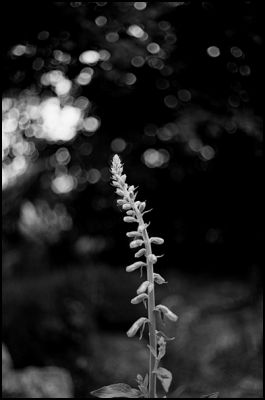 bokeh_summicron_02~0.jpg