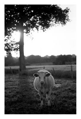 scan_du_11_juill_003.jpg