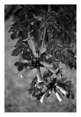 scan_du_12_juill_022.jpg