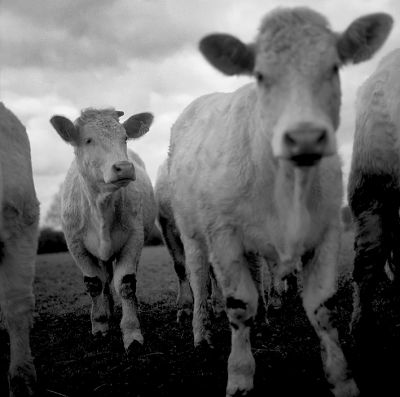vache02.JPG