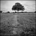 arbre.jpg