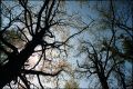 arbre_abbaretz01.jpg