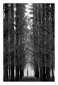 arbre_ctre_jour001.jpg