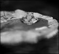 grenouille003.jpg