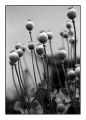le_pin_18_juin008.jpg