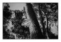 le_pin_27_juin_2010005.jpg