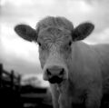Nom du fichier=vache.JPG
Taille du fichier=120Ko
Dimensions : 709x705
Ajouté le : 28 Mars 2010 vache.JPG