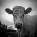 Nom du fichier=vache.jpg
Taille du fichier=115Ko
Dimensions : 709x705
Ajouté le : 27 Mars 2010 vache.jpg