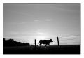 vache_apx.jpg