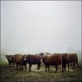 Nom du fichier=vaches~0.jpg
Taille du fichier=149Ko
Dimensions : 650x645
Ajouté le : 26 Décembre 2011 vaches~0.jpg