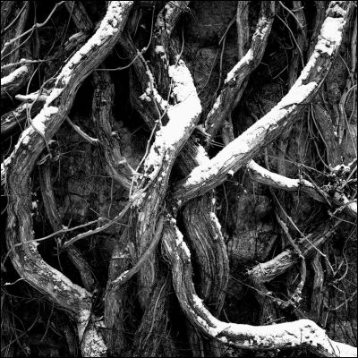 Arbres_3.jpg