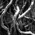 Arbres_3.jpg