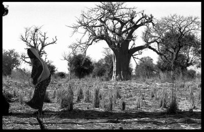 Back to the roots
A vous de voir
Mots-clés: tangendamé brousse afrique burkina faso ouagadougou tournage